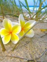 frangipani фотография