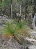 Прикрепленное изображение: Xanthorrhoea_Flowers.jpg