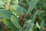 Прикрепленное изображение: Myrica-gale-foliage-male-catkins.jpg