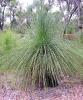 Прикрепленное изображение: Xanthorrhoea.jpg