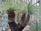 Прикрепленное изображение: Xanthorrhoea_preissii1.jpg