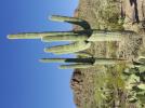 Прикрепленное изображение: Carnegiea_gigantea_in_Saguaro_National_Park_near_Tucson,_Arizona_during_November_(58).jpg