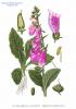 Прикрепленное изображение: 245_Digitalis_purpurea_L.jpg