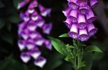 Прикрепленное изображение: digitalis-purpurea-1279574_640.jpg