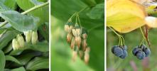 Прикрепленное изображение: Polygonatum-flowerfruit.jpg