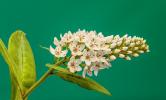 Прикрепленное изображение: 1280px-Lysimachia_clethroides._06-08-2020_(d.j.b.)_01.jpg