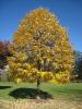 Прикрепленное изображение: Lasdon_Arboretum_-_Tilia_tomentosa_-_IMG_1525.jpg