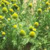 Прикрепленное изображение: pineapple-weed-flowers.jpg