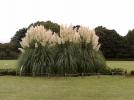 Прикрепленное изображение: 800px-Pampas_Grass_in_Jindai_Botanical_Garden_-Japan.jpg