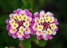 Прикрепленное изображение: 5_Lantana.jpg