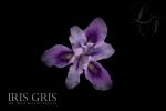 Прикрепленное изображение: iris-gris-legendary-fragrances.jpg