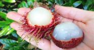 Прикрепленное изображение: rambutan-i-lichi-raznitsa.jpg