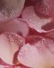 Прикрепленное изображение: Copy-of-whind_Macro_Crystalized-Rose-Petals_219_crop.jpg