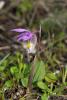 Прикрепленное изображение: 800px-Calypso_bulbosa-003.jpg