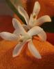 Прикрепленное изображение: whind_Macro_Neroli-Orange_295_crop.jpg