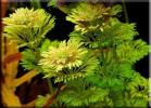 Прикрепленное изображение: limnophila_sessiliflora.jpg