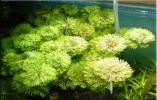 Прикрепленное изображение: limnophila_sessiliflora_2.jpg