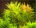 Прикрепленное изображение: limnophila_aromatica.jpg