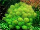 Прикрепленное изображение: limnophila_indica.jpg