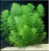 Прикрепленное изображение: limnophila_indica_1.jpg