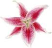 Прикрепленное изображение: stargazerlily.jpeg