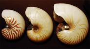 Прикрепленное изображение: 800px-Nautilus_species_shells.png