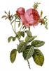 Прикрепленное изображение: Rosa_centifolia_foliacea_17.jpg