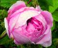 Прикрепленное изображение: rosa-centifoliacristata.jpg
