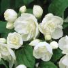 Прикрепленное изображение: philadelphus-virginal-2_200.jpg