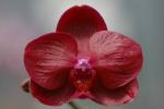 Прикрепленное изображение: Phal_HP_Norton_Ruby_Red.jpg