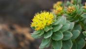 Прикрепленное изображение: rhodiola-rosea-1021x580-700x398.jpg