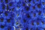 Прикрепленное изображение: 54986551_1265792507_Delphinium_grandiflorum_chinese_Blue_Mirror_full.jpg