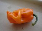 Прикрепленное изображение: Habanero_orange.JPG