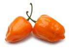 Прикрепленное изображение: habanero.jpg