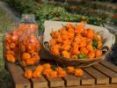 Прикрепленное изображение: 1024px-ARS-habanero.jpg