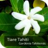 Прикрепленное изображение: Tiare-Tahiti.jpg