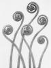 Прикрепленное изображение: Karl_Blossfeldt_Adiantum_pedatum_1928.jpeg