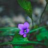 Прикрепленное изображение: VIOLET_LEAF_09e72453-8ee8-40db-b486-ed9a2f907e1c_1512x.jpg