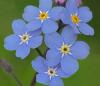 Прикрепленное изображение: myosotis-fl.jpg