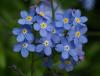 Прикрепленное изображение: myosotis-fl4.jpg