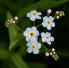 Прикрепленное изображение: myosotis-fl3.jpg