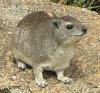 Прикрепленное изображение: 220px-Yellow-spotted_Rock_Hyrax.jpg