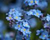 Прикрепленное изображение: forgetmenot1280x1024na1.jpg