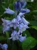 Прикрепленное изображение: hyacinthoides_hispanica.jpg