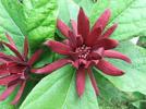 Прикрепленное изображение: 180px-Calycanthus_floridus.jpg