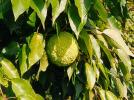 Прикрепленное изображение: osage-orange-tree-leaves_235817.jpg