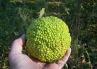 Прикрепленное изображение: Osage_orange_1.jpg