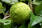 Прикрепленное изображение: osage_orange391.JPG