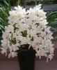 Прикрепленное изображение: 50-bag-mixed-font-b-colors-b-font-Chinese-cymbidium-balcony-seeds-bonsai-garden-flower-seed.jpg