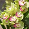 Прикрепленное изображение: 100-PCS-Rare-Chinese-Cymbidium-Seed-Balcony-Seeds-Bonsai-Garden-Flower-Seeds-Orchid.jpg